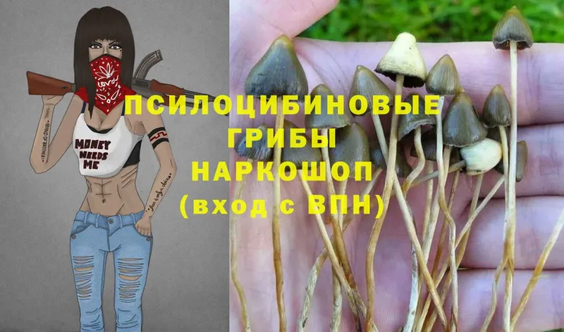 Галлюциногенные грибы Psilocybe  как найти закладки  даркнет какой сайт  Калач-на-Дону 